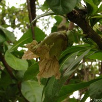 Crescentia cujete L.